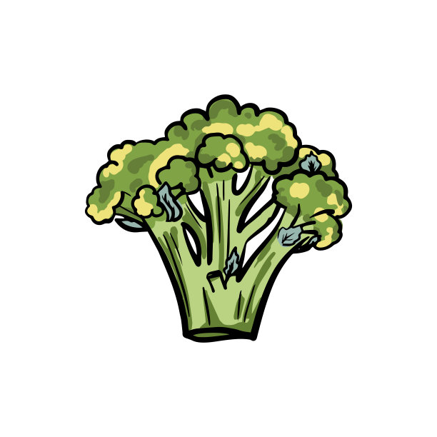 花椰菜手绘彩色速写图片下载