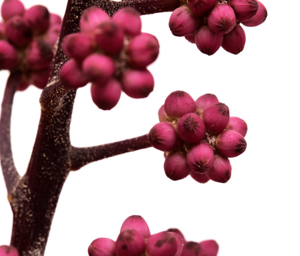 澳大利亚伞树小花蕾簇，孤立在白色背景上图片下载