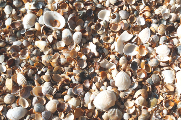 自然的模式。自然背景。有一千颗贝壳的海岸。自然的纹理。图片下载