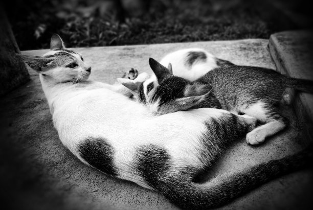 母亲的爱图片下载