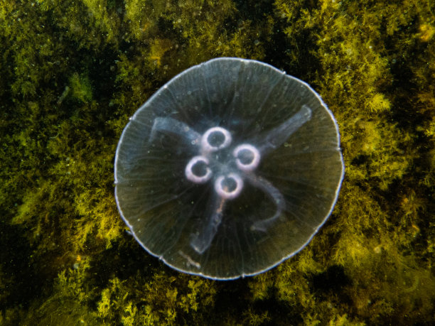 月亮水母或Aurelia aurita与黄色海藻为背景。图片来自瑞典马尔默厄勒桑德图片下载