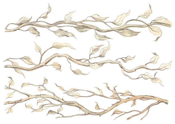 收集手绘水彩秋天的树枝与树叶图片下载