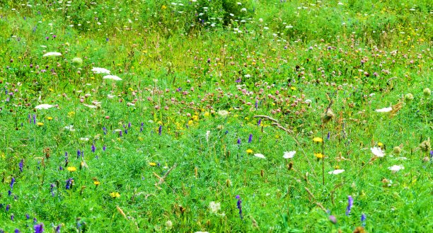 鲜花草甸。图片下载