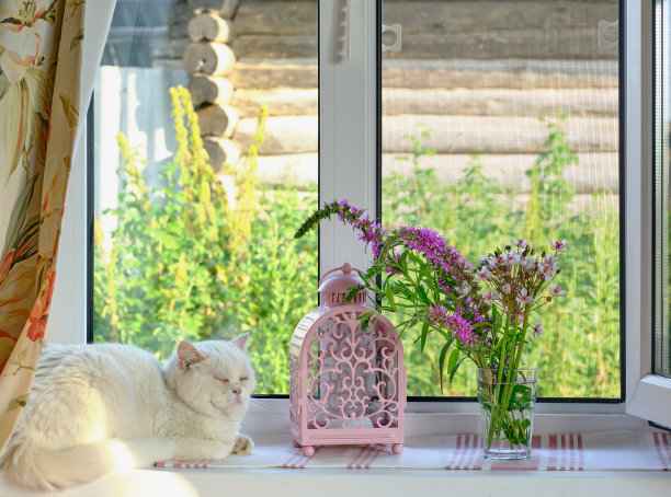 夏天组成。一束装在玻璃杯里的野花，一个漂亮的粉色烛台，还有一只可爱的白猫在农舍的窗台上。图片下载