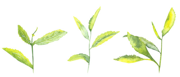 水彩手绘自然绿叶植物集组成与绿色的黄色茶叶在树枝上收集孤立的白色背景为设计元素和卡片图片下载