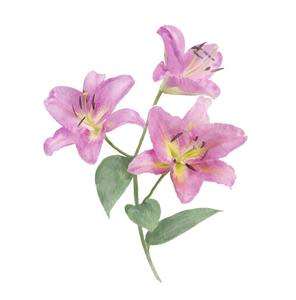 百合花水彩画插图图片下载