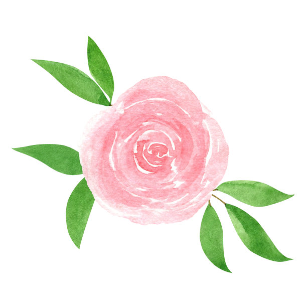 粉红色的玫瑰和叶子组成的花卉图片下载