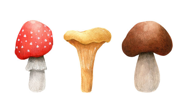 一套森林蘑菇。鹅膏，鸡油菌，棕色牛肝菌图片下载