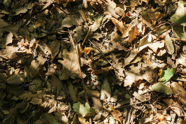 自然的模式。枯黄的落叶。秋天的背景。图片下载