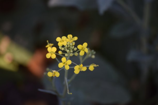 黄色的花图片下载