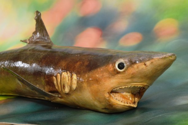 海洋鲨鱼图片下载