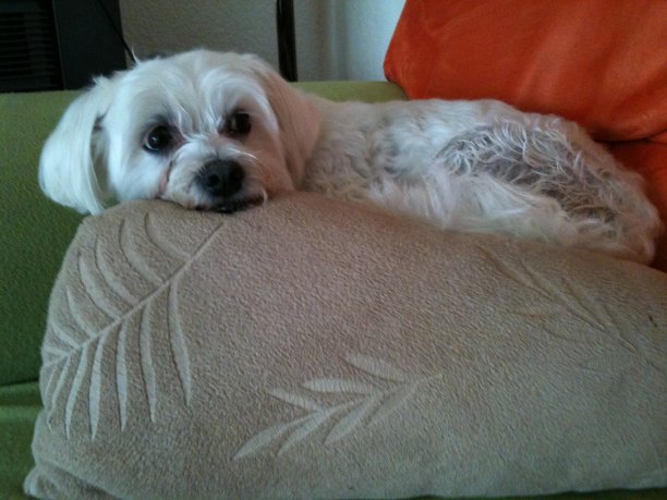 小狗躺在图片下载