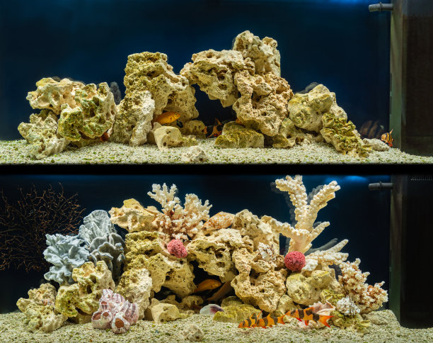 用珊瑚和贝壳装饰仿海风格的淡水水族馆。前后视图。水景观和水设计。图片下载