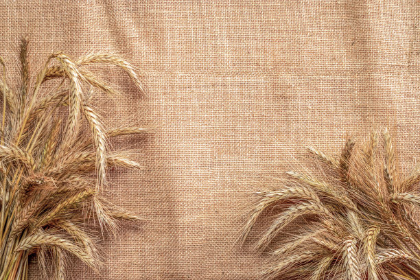大麦宏。整个，大麦，收获的小麦芽。小麦穗或黑麦穗状植物在亚麻质地或棕色的天然棉花背景下，为谷类面包面粉。设计的元素。图片下载