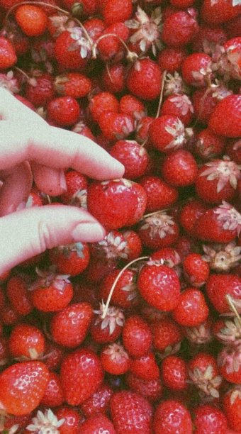 水果集合图片下载