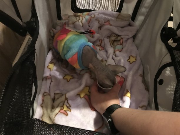 小狗和小猫图片下载