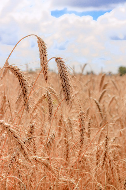 有麦穗的田地。小穗垂下了头。成熟的作物。收成。小麦。广告的面包。广告淡啤酒。美丽的小麦作物照片。图片下载