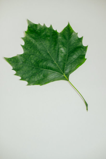 一片绿色的枫叶孤立地躺在一个明亮的背景特写。图片下载