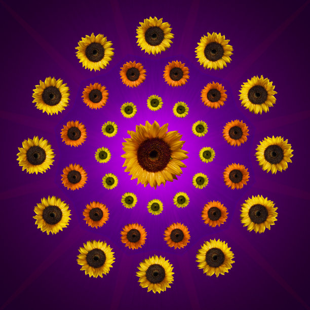 彩色画向日葵,图片下载