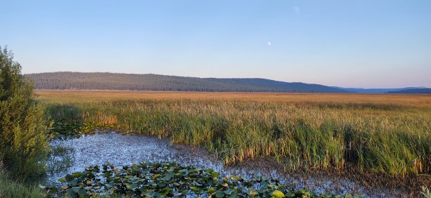 莉莉在沼泽里生长图片下载