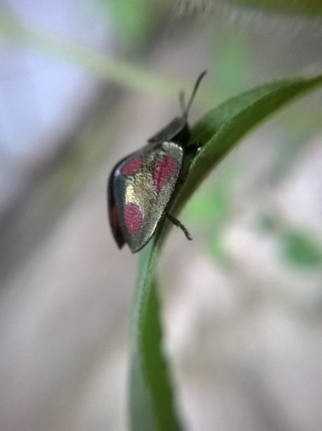 瓢虫时尚图片下载