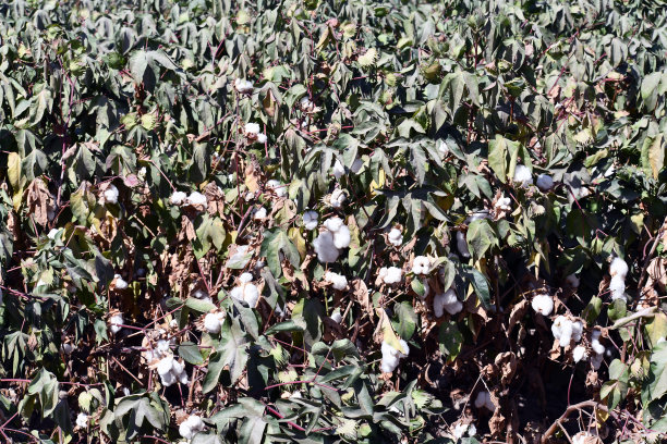 棉花生长在植物上图片下载