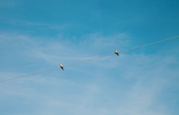 电线上的鸽子图片下载