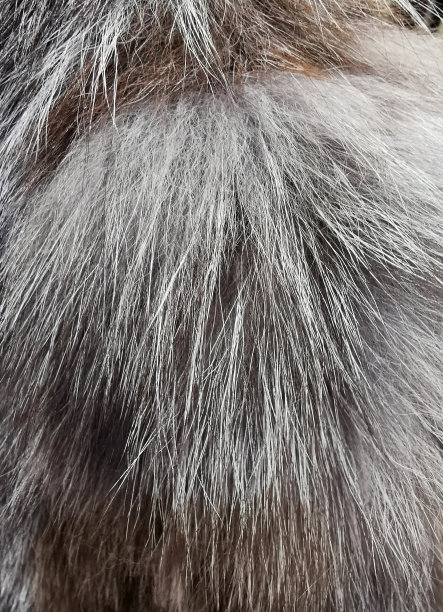 天然毛皮制品加工、着色图片下载