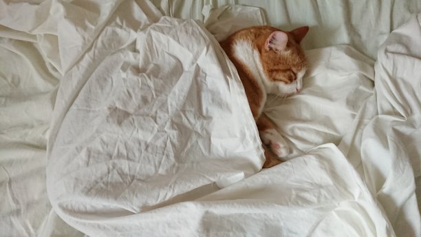 猫在床上睡觉图片下载