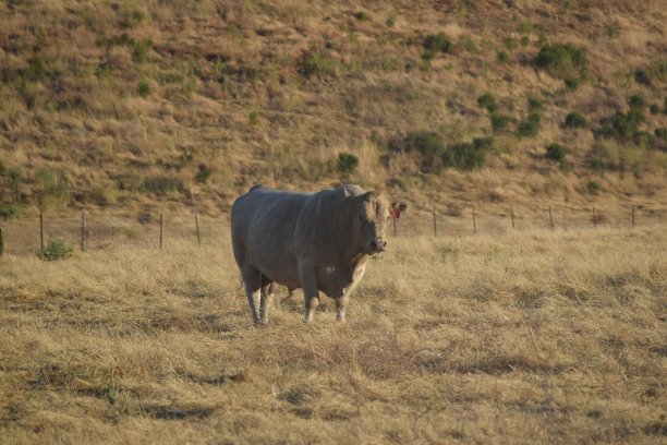 田野里的公牛图片下载