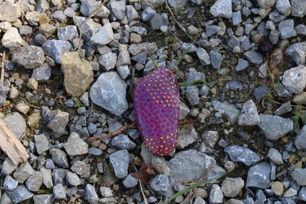 人行道上有一块涂了漆的登山石，供路人观看图片下载