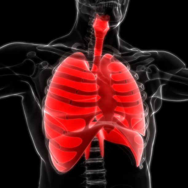 人体内部器官呼吸系统肺与隔膜解剖学图片下载