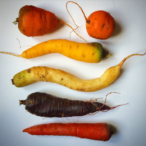Multicolore胡萝卜图片下载