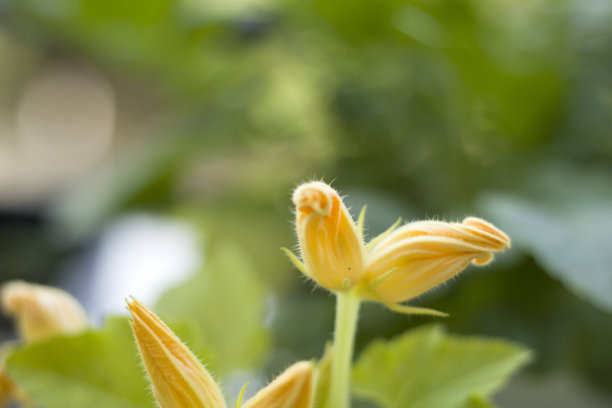 微距和特写植物和花，散景和自然背景，彩色照片图片下载