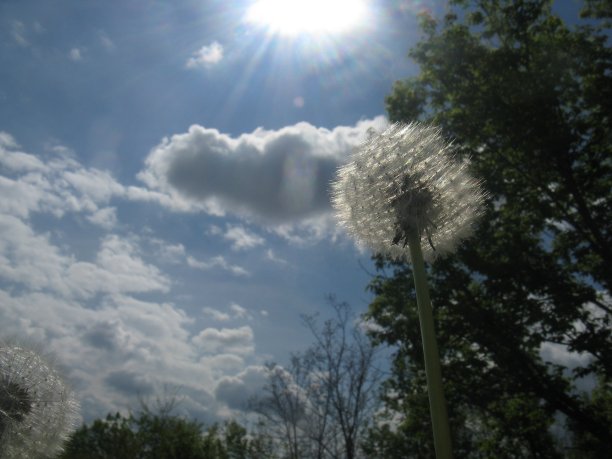 褪色的蒲公英图片下载