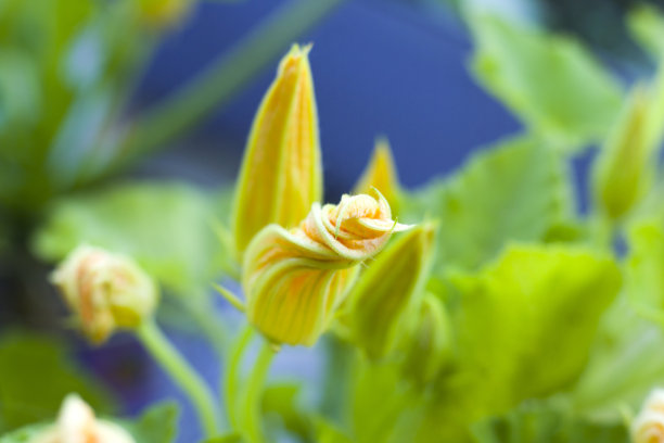 微距和特写植物和花，散景和自然背景，彩色照片图片下载