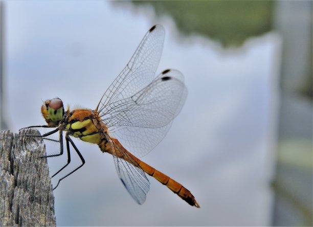昆虫(蜻蜓)图片下载