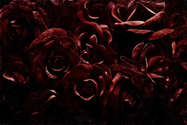 三朵玫瑰孤立在黑色背景上图片下载