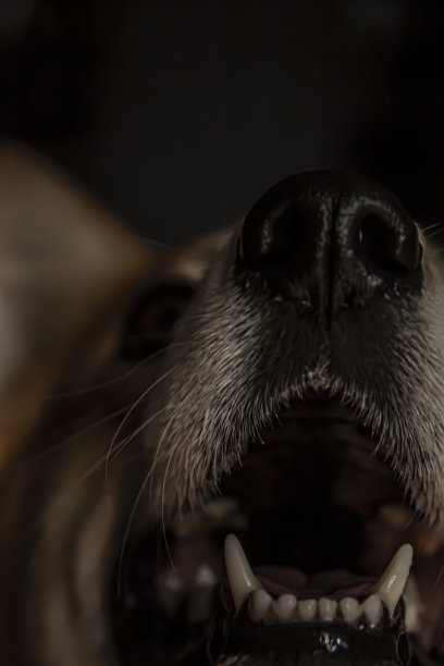 近距离观察威尔士柯基犬的黑鼻子。在阳光明媚的一天。美丽的漫画动物。兽医牙科护理的概念。图片下载