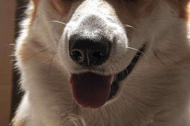 近距离观察威尔士柯基犬的黑鼻子。在阳光明媚的一天。美丽的漫画动物。兽医牙科护理的概念。图片下载