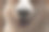 近距离观察威尔士柯基犬的黑鼻子。在阳光明媚的一天。美丽的漫画动物。兽医牙科护理的概念。图片下载