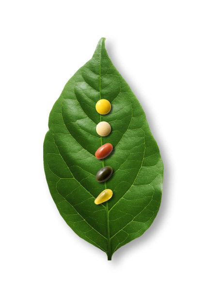 白色背景上的绿叶和每日药丸的孤立镜头。图片下载