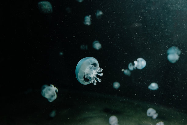 水母透过水族箱的窗户图片下载