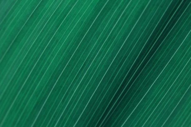 绿叶抽象纹理背景特写微距摄影图片下载