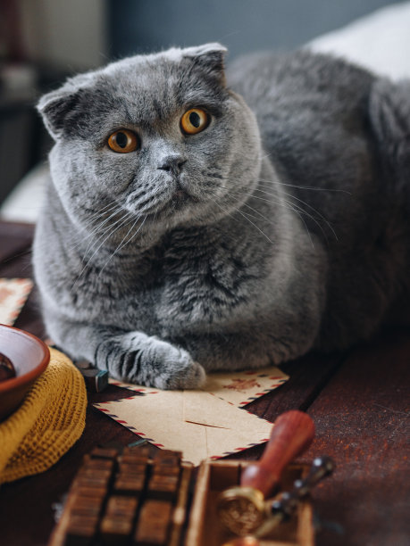一只灰色的苏格兰猫坐在一对污迹斑斑的纸信封旁边。旁边是印有信件的印章和邮票。带着宠物。邮寄信件。宠物的帮助。图片下载