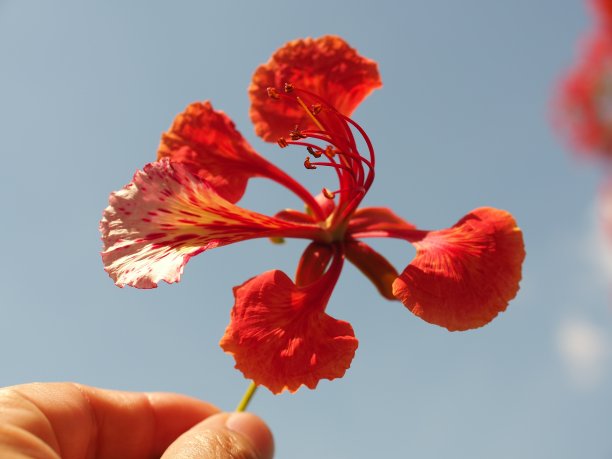 《火焰之树》《皇家凤凰树图片下载