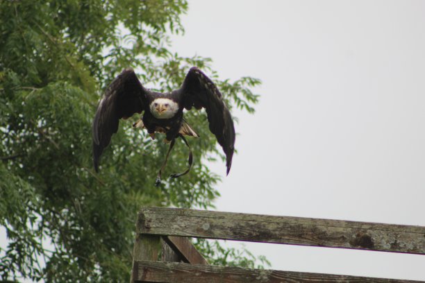 鹰图片下载