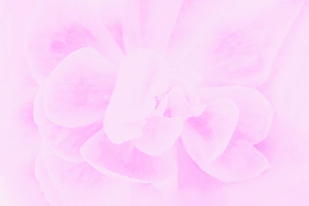 淡粉色的牡丹花，柔和的焦点，精致的花卉背景图片下载