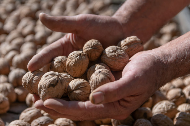 满手核桃的脏手图片下载