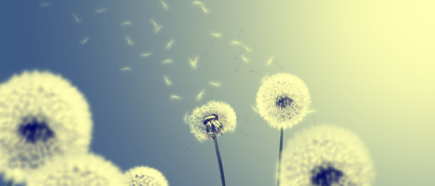 蓝天上的蒲公英花，羽毛飞舞。图片下载